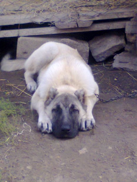 Fotografie0122 - Paza Iepurasilor