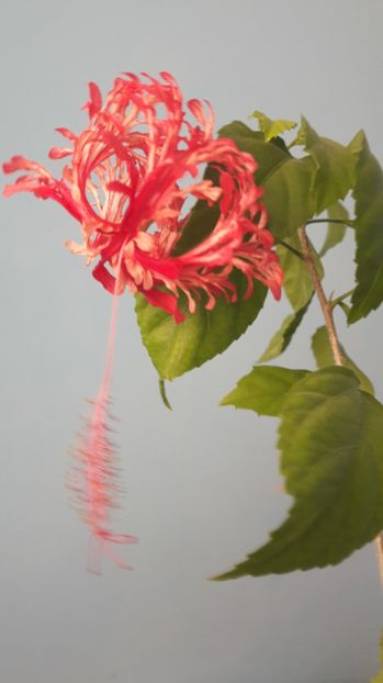 Hibiscus Schizopetalus - FLORI -2017