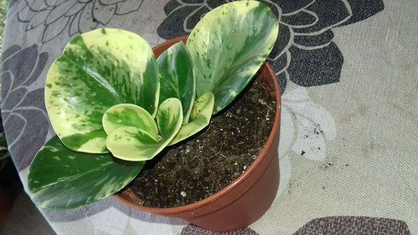  - peperomia variegata