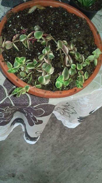  - crassula marginalis variegata