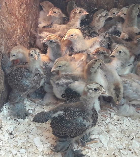 Am mai crescut... - a__Pui si tineret brahma 2017