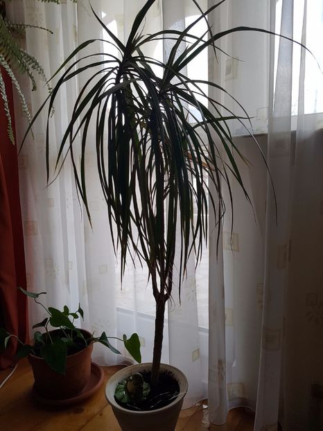  - Dracaena