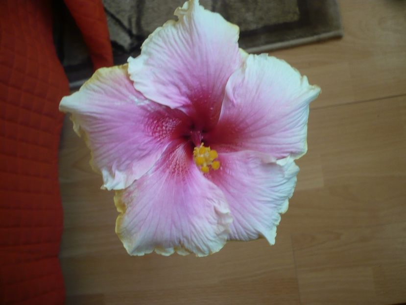 P1310262 - HIBISCUSI 2017-1