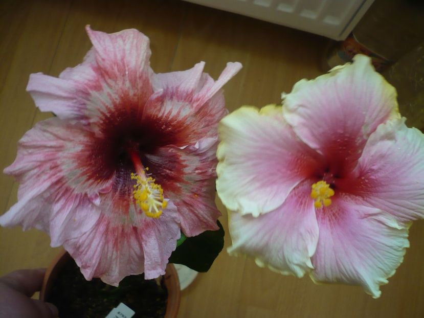 P1310268 - HIBISCUSI 2017-1
