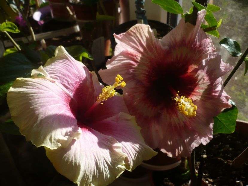 P1310258 - HIBISCUSI 2017-1