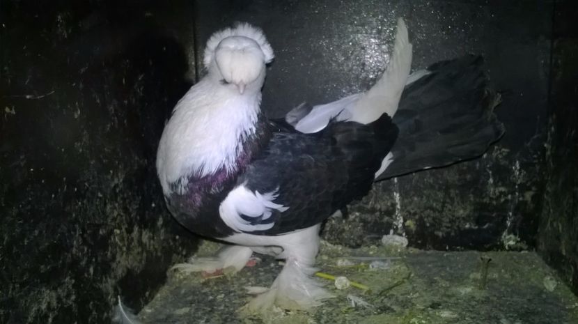 Femela 2016 - JDB Matca 2017