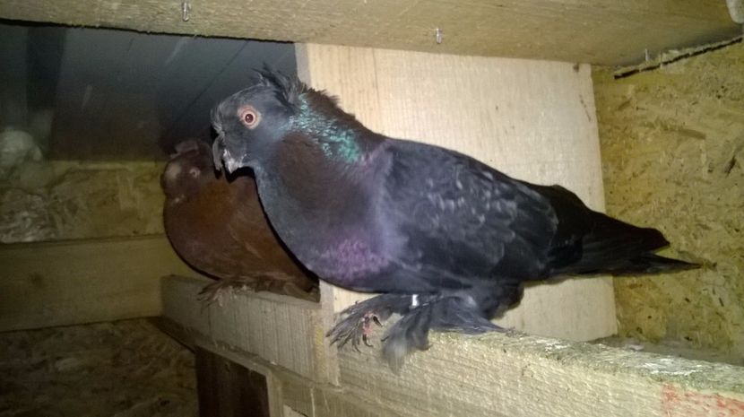 Mascul 2015 - JDB Matca 2017