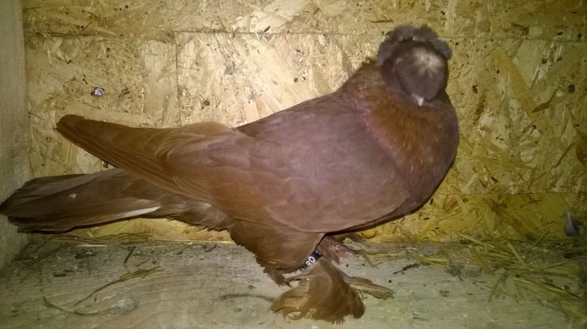 Mascul 2016 - JDB Matca 2017