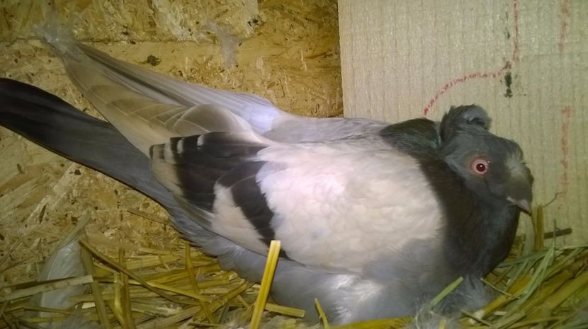 Femela 2016 - JDB Matca 2017