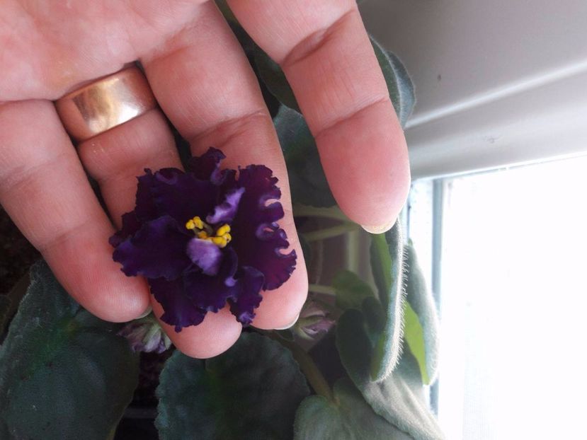  - ZZZ EK Wild Orchid EK Dikaia Orkhideia