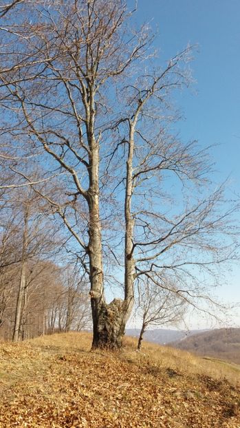  - Satul Hotaru Satul bunicilor