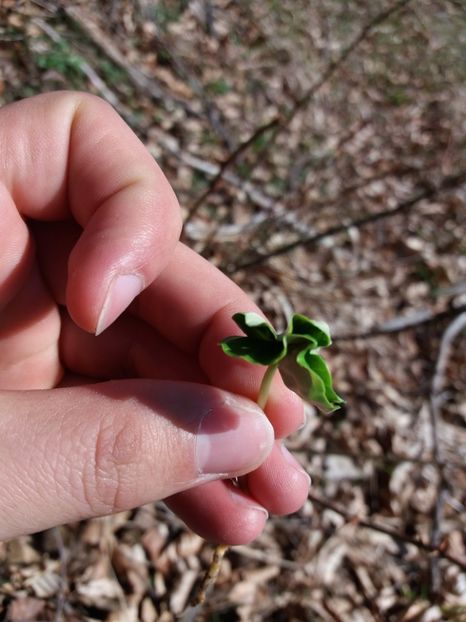  - Satul Hotaru Satul bunicilor