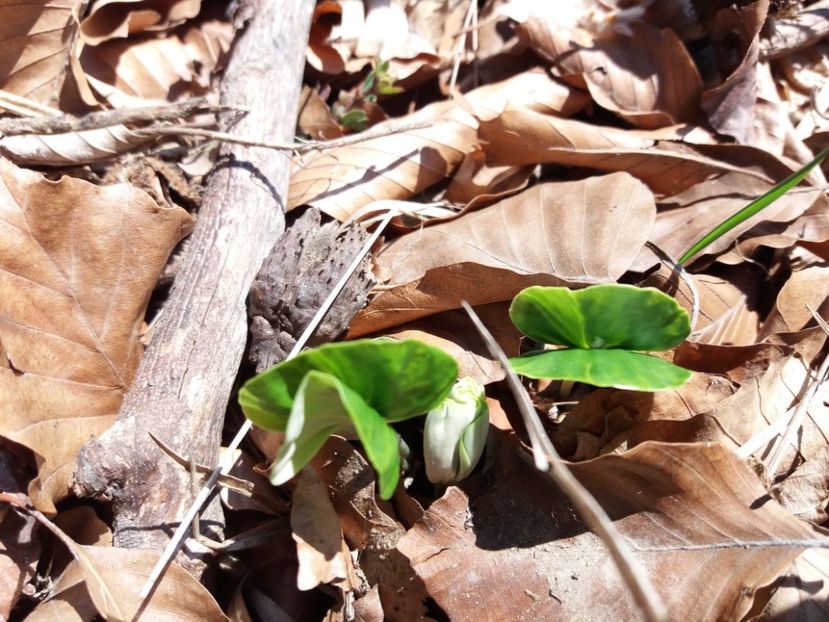  - Satul Hotaru Satul bunicilor