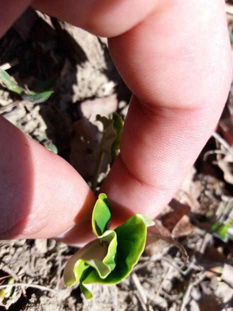  - Satul Hotaru Satul bunicilor