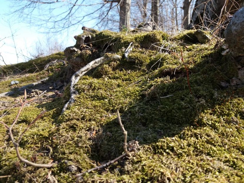  - Satul Hotaru Satul bunicilor