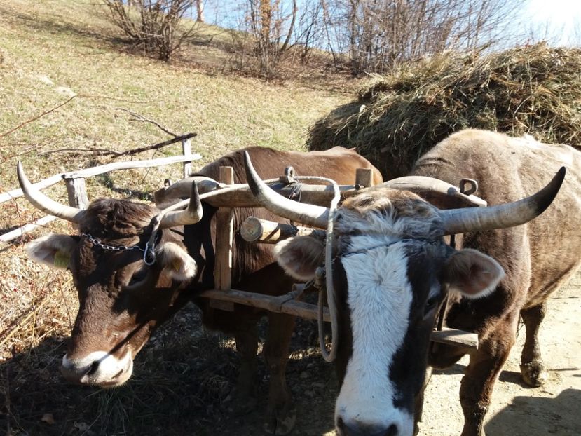  - Satul Hotaru Satul bunicilor