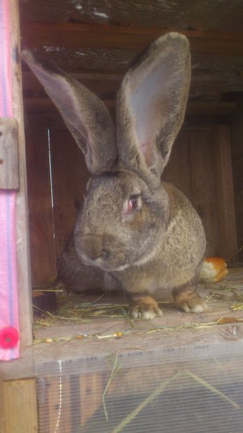  - Cuib Urias alb 17_05_2017