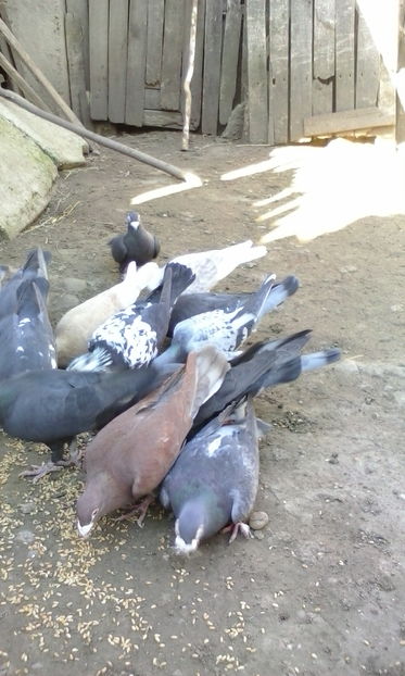  - VOIAJORI STIL VECHI SI  VOIAJORI DE FRUMUSETE