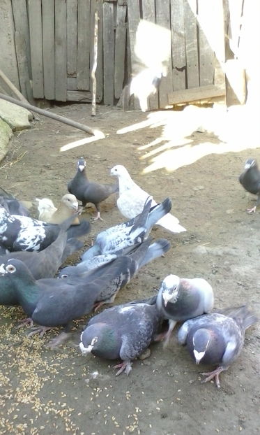  - VOIAJORI STIL VECHI SI  VOIAJORI DE FRUMUSETE