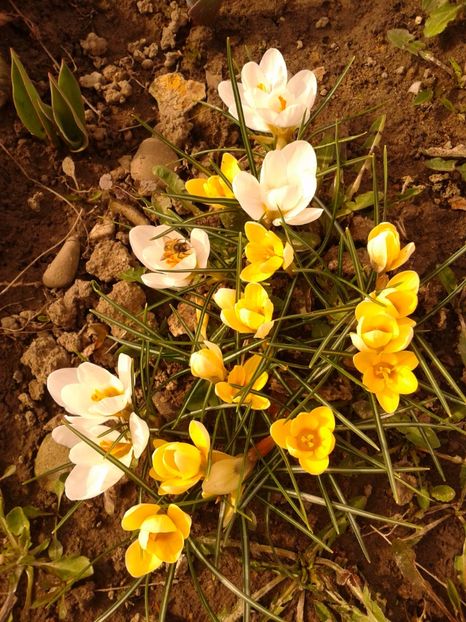 Fotografie0892 - AAAA__CROCUS 2016_2017_2018_2020_2021