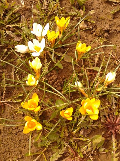 Fotografie0893 - AAAA__CROCUS 2016_2017_2018_2020_2021