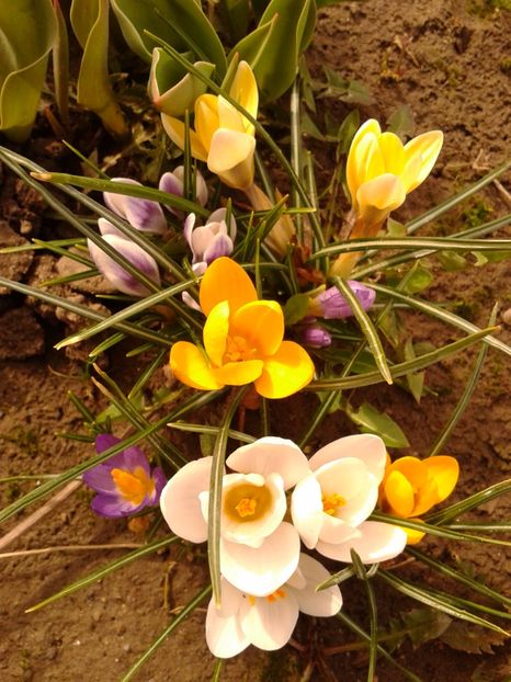 Fotografie0894 - AAAA__CROCUS 2016_2017_2018_2020_2021