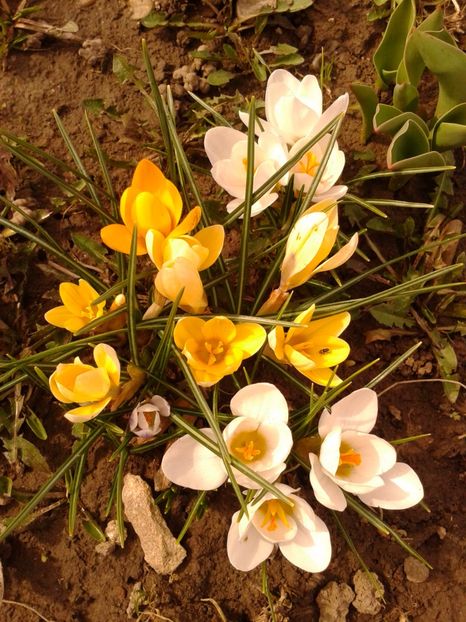 Fotografie0895 - AAAA__CROCUS 2016_2017_2018_2020_2021