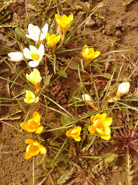 Fotografie0896 - AAAA__CROCUS 2016_2017_2018_2020_2021