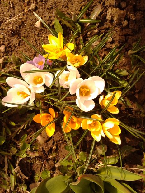 Fotografie0898 - AAAA__CROCUS 2016_2017_2018_2020_2021