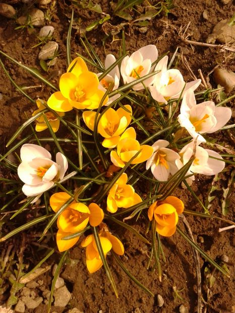 Fotografie0899 - AAAA__CROCUS 2016_2017_2018_2020_2021