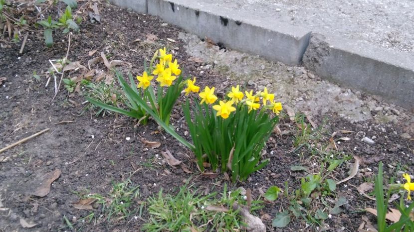  - Primavara in Bucuresti - martie 2017