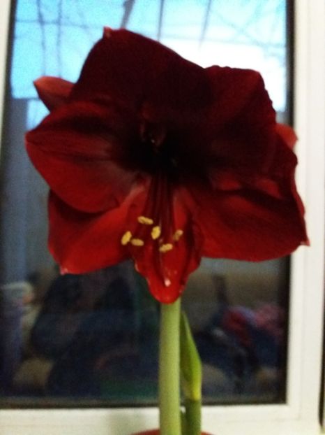  - Amaryllis