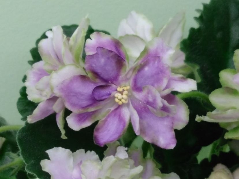 RS Dikij Les - RS Dikij Les