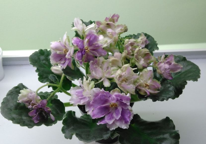 RS Dikij Les - RS Dikij Les