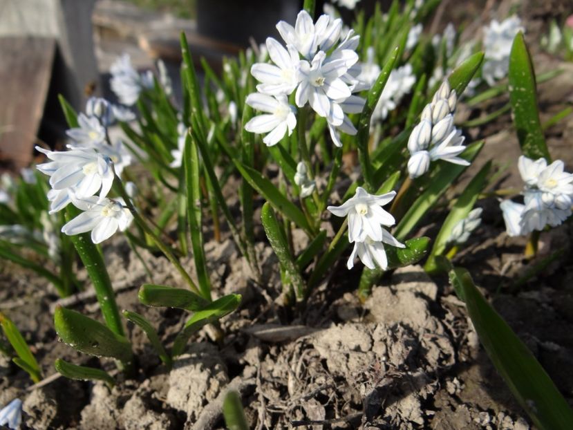  - E primavara iarasi primavara