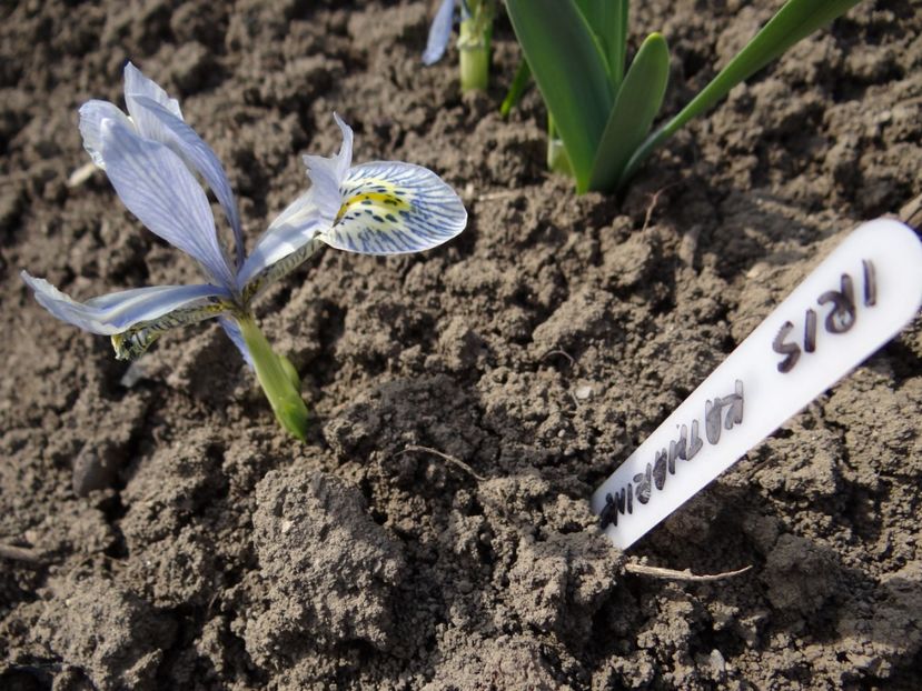  - E primavara iarasi primavara