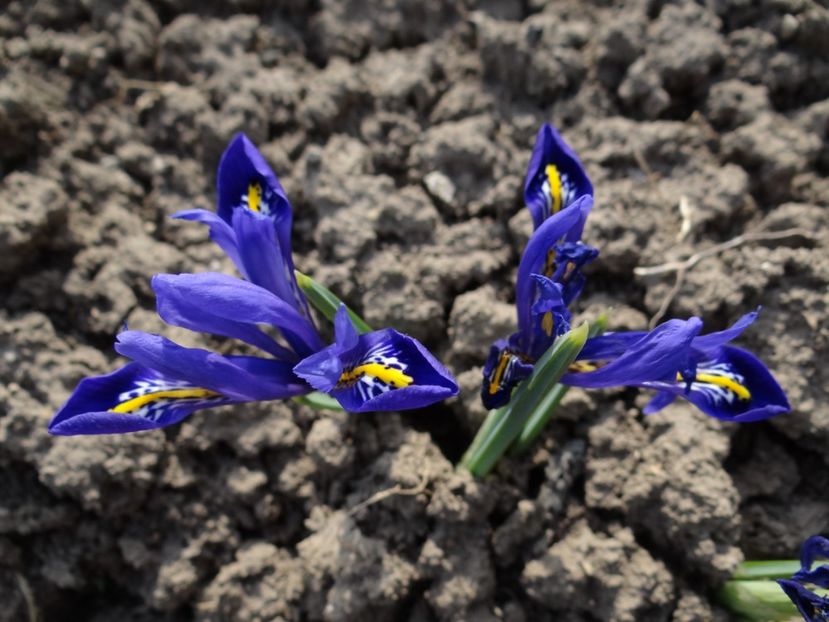  - E primavara iarasi primavara