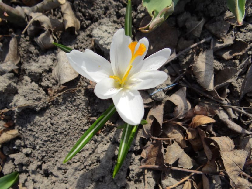  - E primavara iarasi primavara