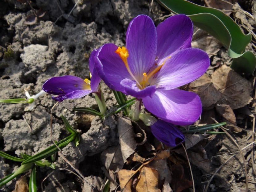  - E primavara iarasi primavara