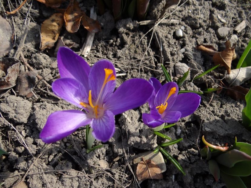  - E primavara iarasi primavara