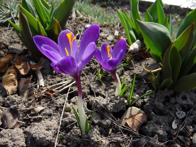  - E primavara iarasi primavara