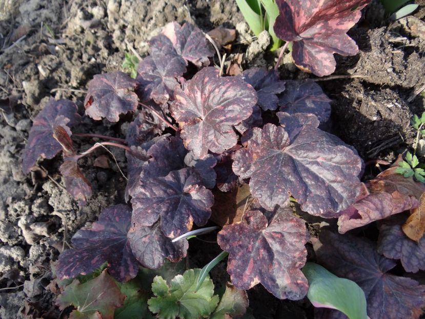 Midnight - E primavara iarasi primavara