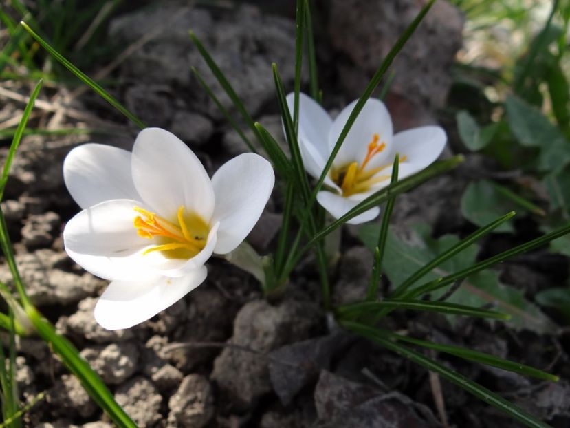  - E primavara iarasi primavara