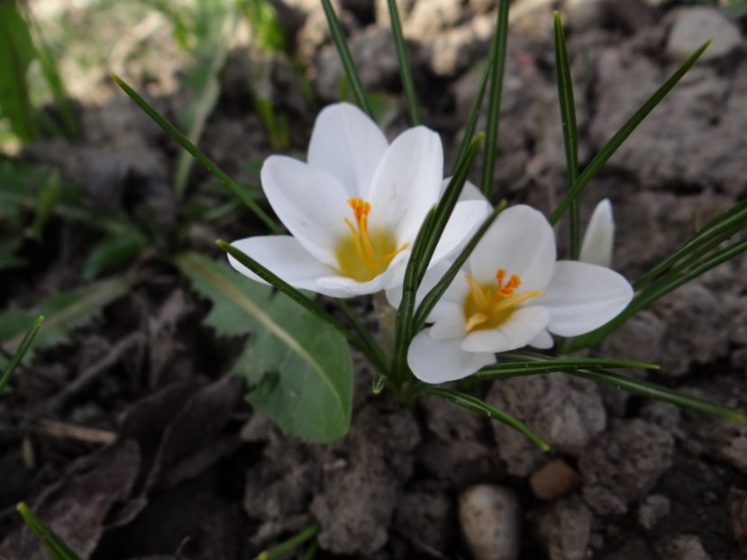  - E primavara iarasi primavara