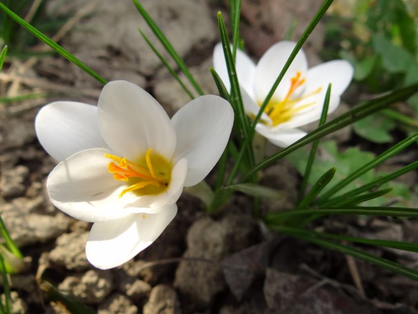  - E primavara iarasi primavara