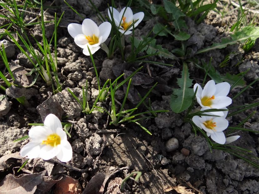  - E primavara iarasi primavara