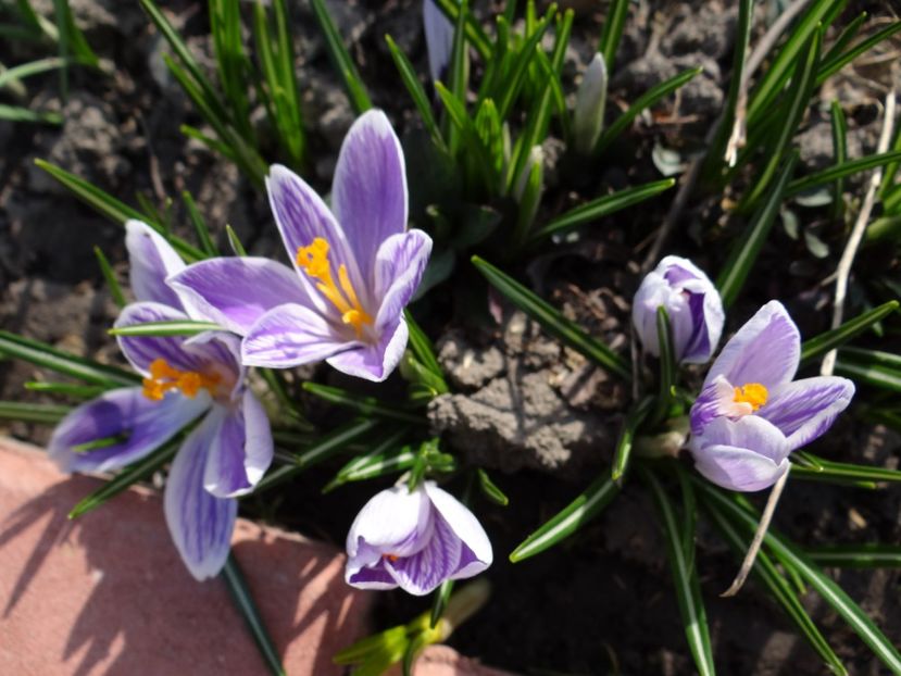  - E primavara iarasi primavara