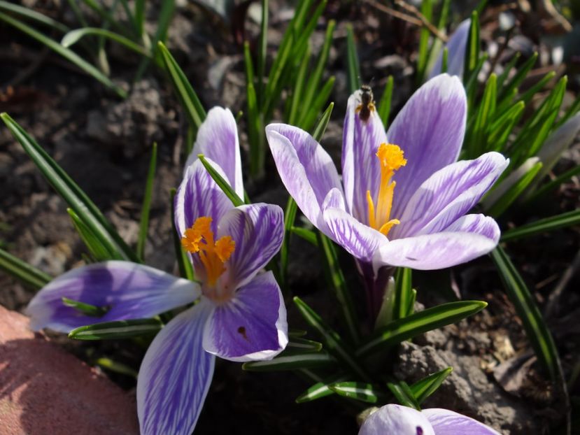  - E primavara iarasi primavara