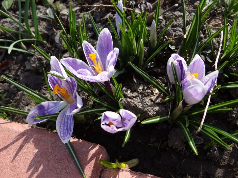 23 martie - E primavara iarasi primavara