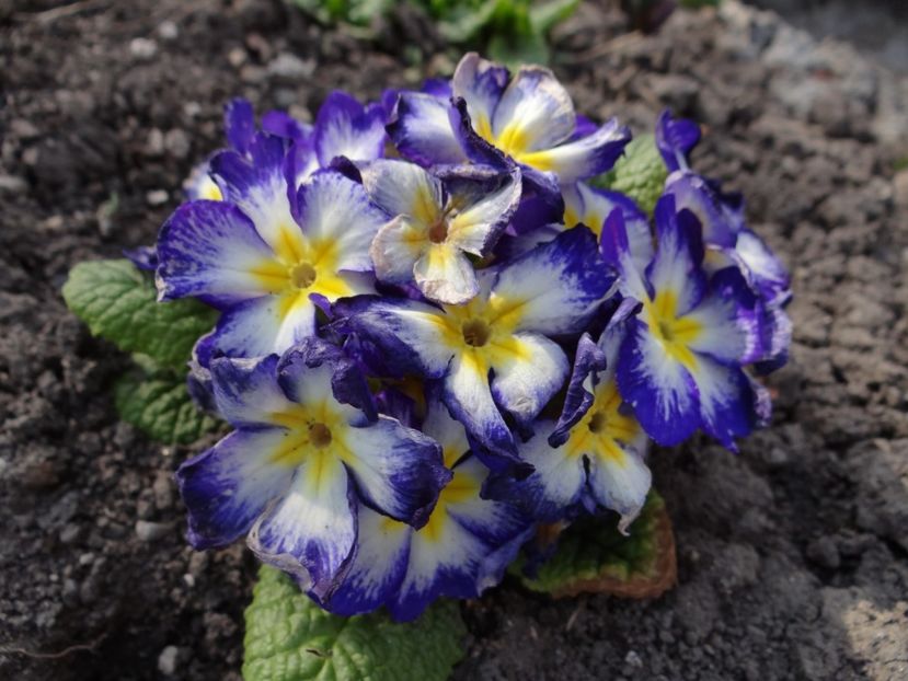  - E primavara iarasi primavara